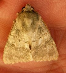 Pandesma robusta