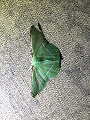 Dichorda illustraria