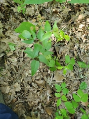Thaspium trifoliatum trifoliatum