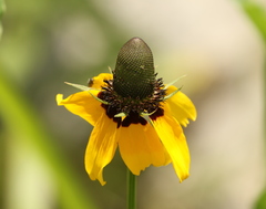 Rudbeckia amplexicaulis