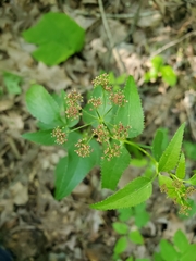 Thaspium trifoliatum trifoliatum