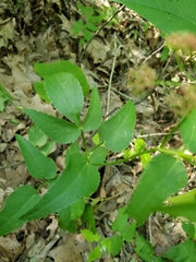 Thaspium trifoliatum trifoliatum