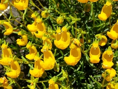 Calceolaria hypericina