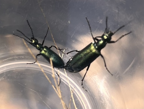 iNaturalist observation photo of Lytta
