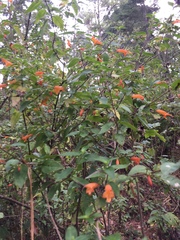 Clinopodium macrostemum