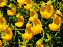 Calceolaria hypericina