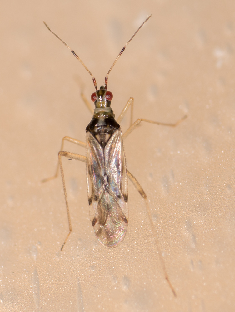 Dicyphus hesperus