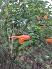 Clinopodium macrostemum