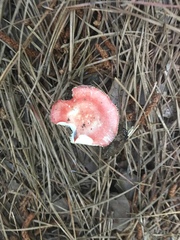 Russula silvicola