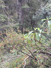 Clinopodium macrostemum