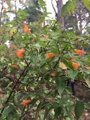 Clinopodium macrostemum