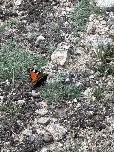 Aglais ichnusa