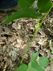 Thaspium trifoliatum trifoliatum