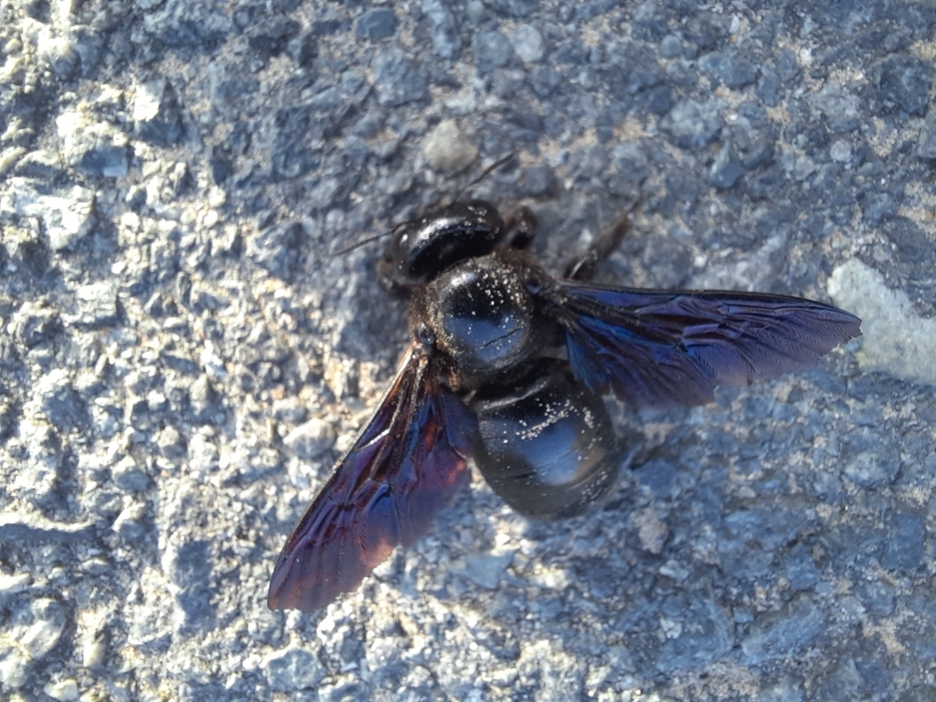 Xylocopa sulcatipes