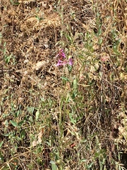 Clarkia unguiculata