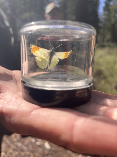 iNaturalist observation photo of Orangetips