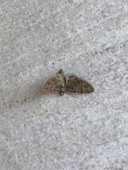 Glaucoclystis immixtaria