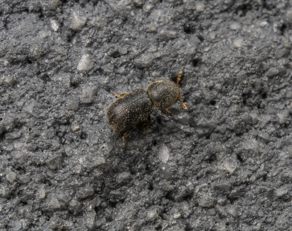 Dinoderus japonicus