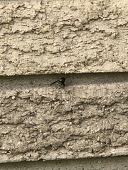 Ancistrocerus waldenii