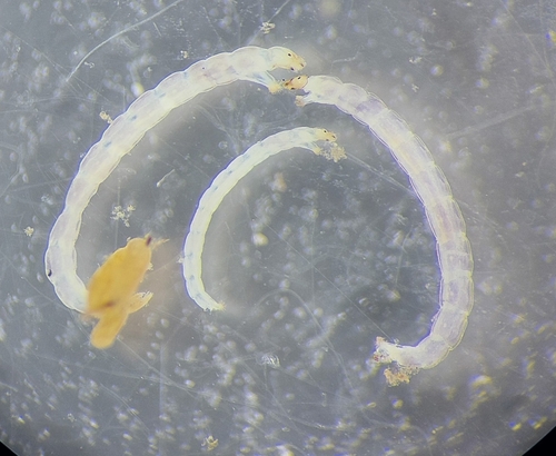Metriocnemus cavicola