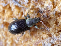 Phyllobius viridicollis