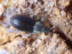 Phyllobius viridicollis