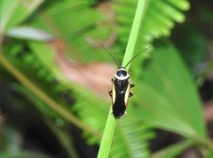 Hemithyrsocera vittata