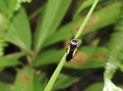 Hemithyrsocera vittata