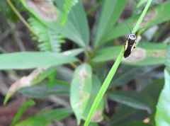 Hemithyrsocera vittata