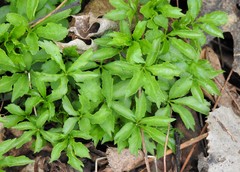 Eleutherococcus sieboldianus