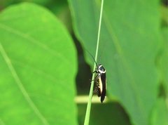 Hemithyrsocera vittata