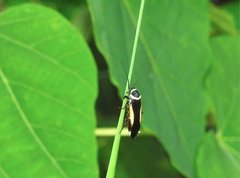 Hemithyrsocera vittata