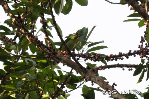 Chinese Barbet (Psilopogon faber), photo 9