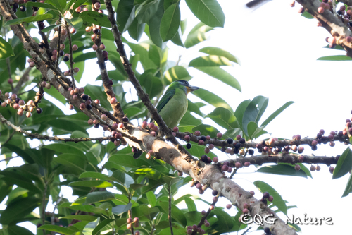 Chinese Barbet (Psilopogon faber), photo 6
