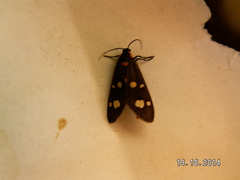 Dysauxes famula