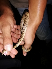 Leptodeira ashmeadii