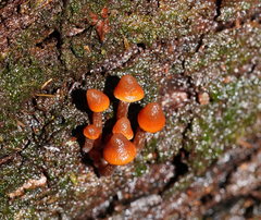 Kuehneromyces brunneoalbescens