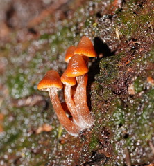 Kuehneromyces brunneoalbescens