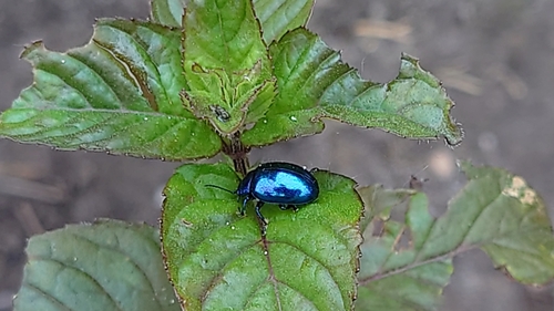 Mint beetle, Zwolle, photo 9 of 10