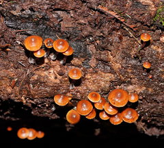 Kuehneromyces brunneoalbescens