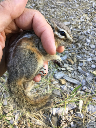 iNaturalist observation photo of Lodgepole Chipmunk
