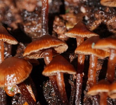 Kuehneromyces brunneoalbescens