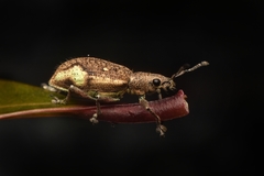 Mimographus