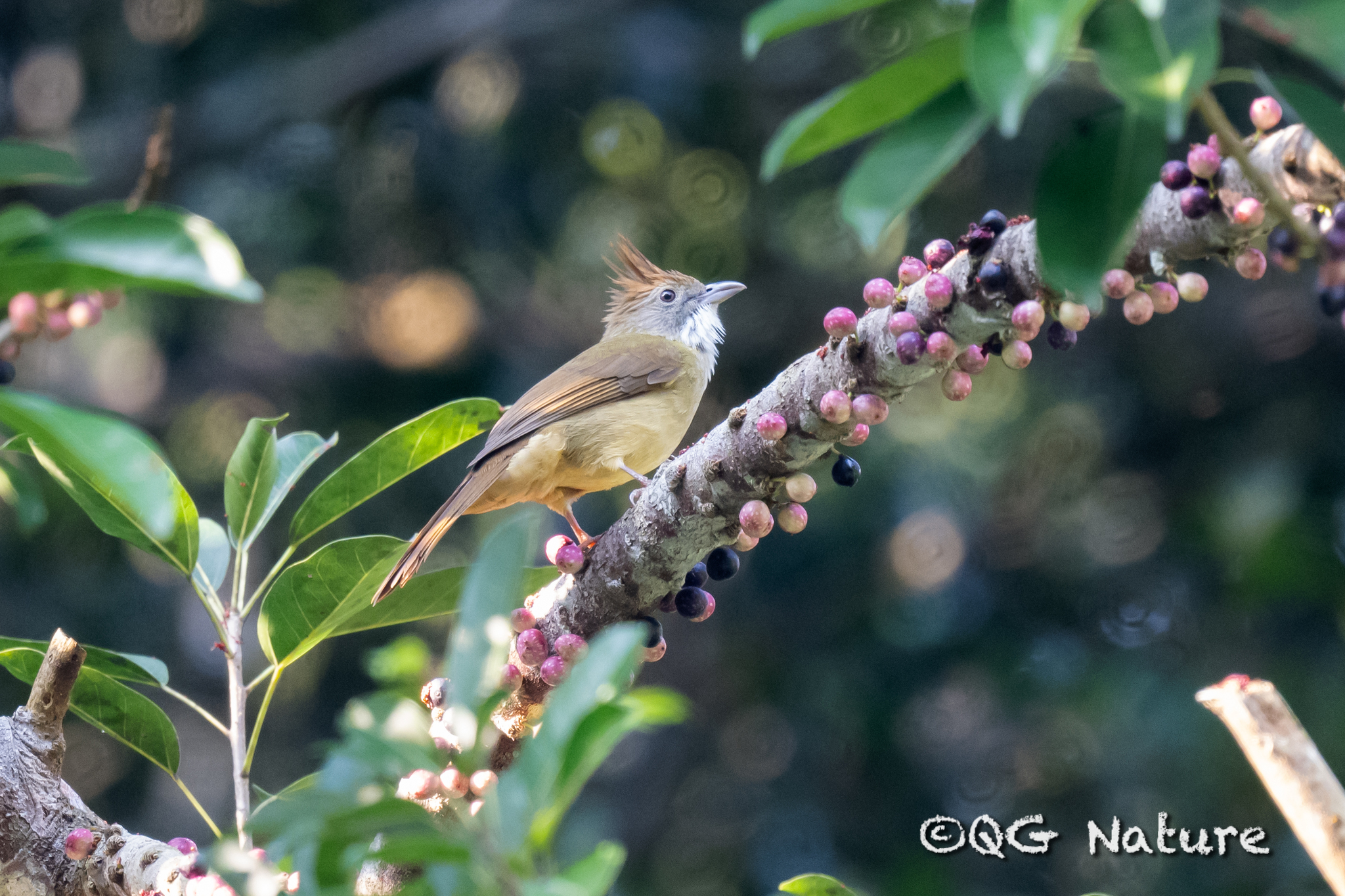 Puff-throated Bulbul