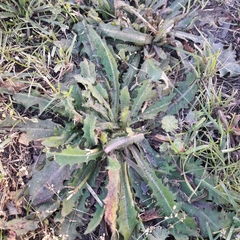 Hypochaeris radicata