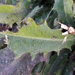 Hypochaeris radicata