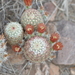 Nylon Hedgehog Cactus - Photo (c) Robby Deans, some rights reserved (CC BY-NC), uploaded by Robby Deans