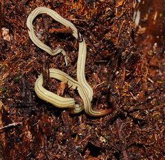 Fletchamia mediolineata