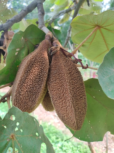 Image of Pterospermum acerifolium by no rights reserved