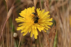 Lasioglossum titusi